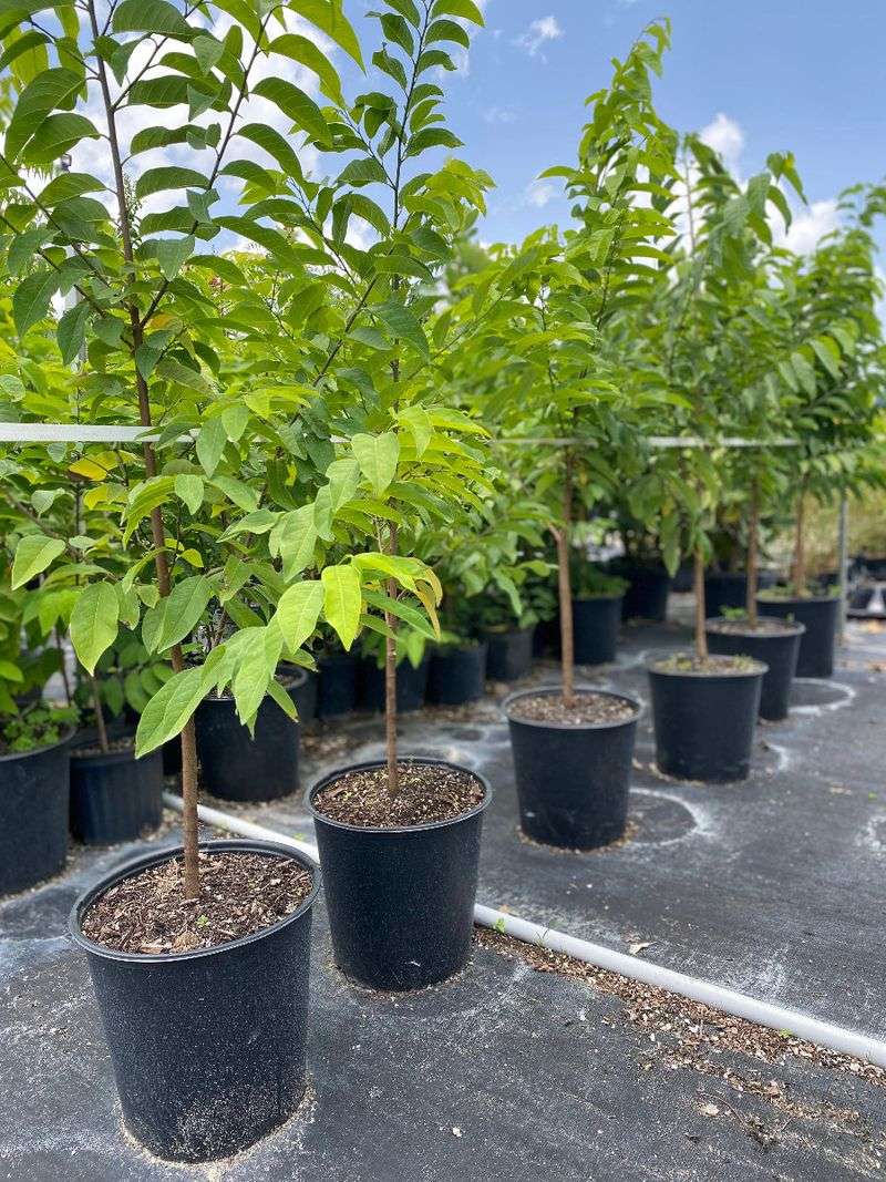Arizona makes sugar apple a protected-container project