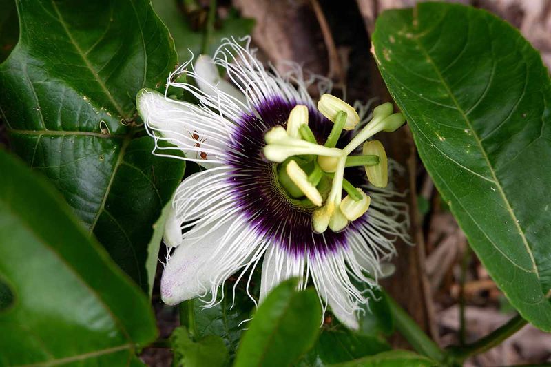 Arizona passionflower fits the brief—but not the original speed promise Arizona passionflower fits the brief—but not the original speed promise