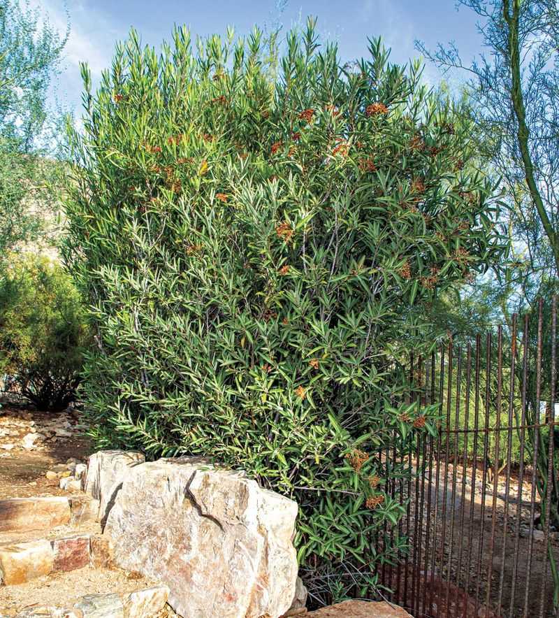 Arizona rosewood offers a lower-water photinia alternative
