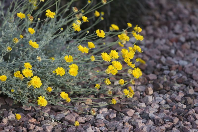 Arizona’s Easy-to-Overlook Gold Is Desert Marigold Arizona’s Easy-to-Overlook Gold Is Desert Marigold