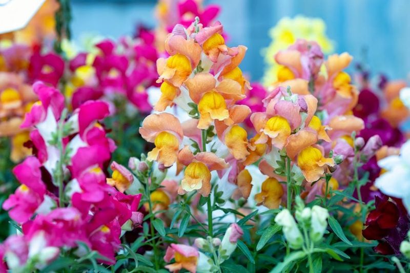 Arizona’s Fall Window Favors October Planting Arizona’s Fall Window Favors October Planting