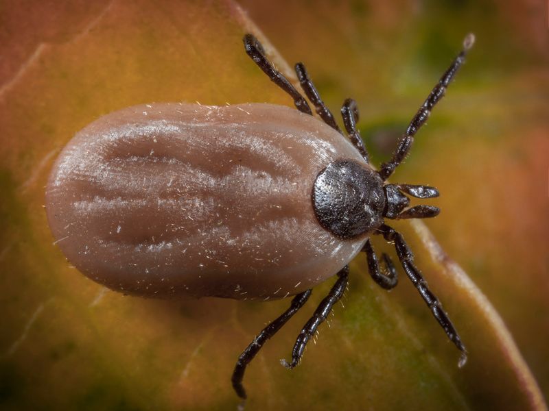 Arizona's brown dog tick changes the prevention conversation