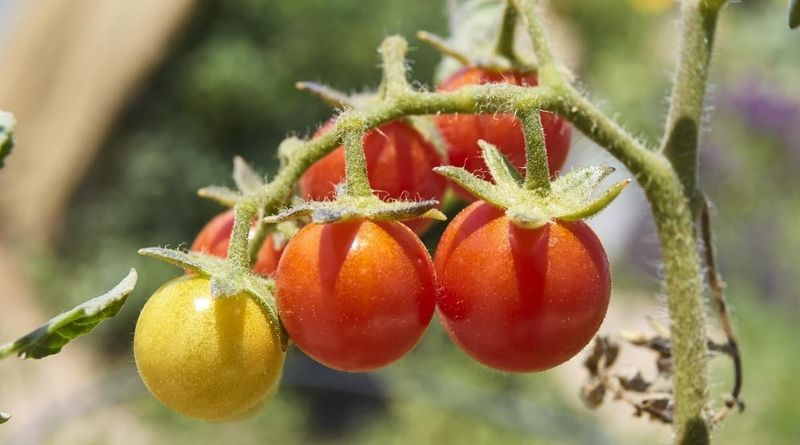Arizona’s fall window may matter more than a companion plant Arizona’s fall window may matter more than a companion plant