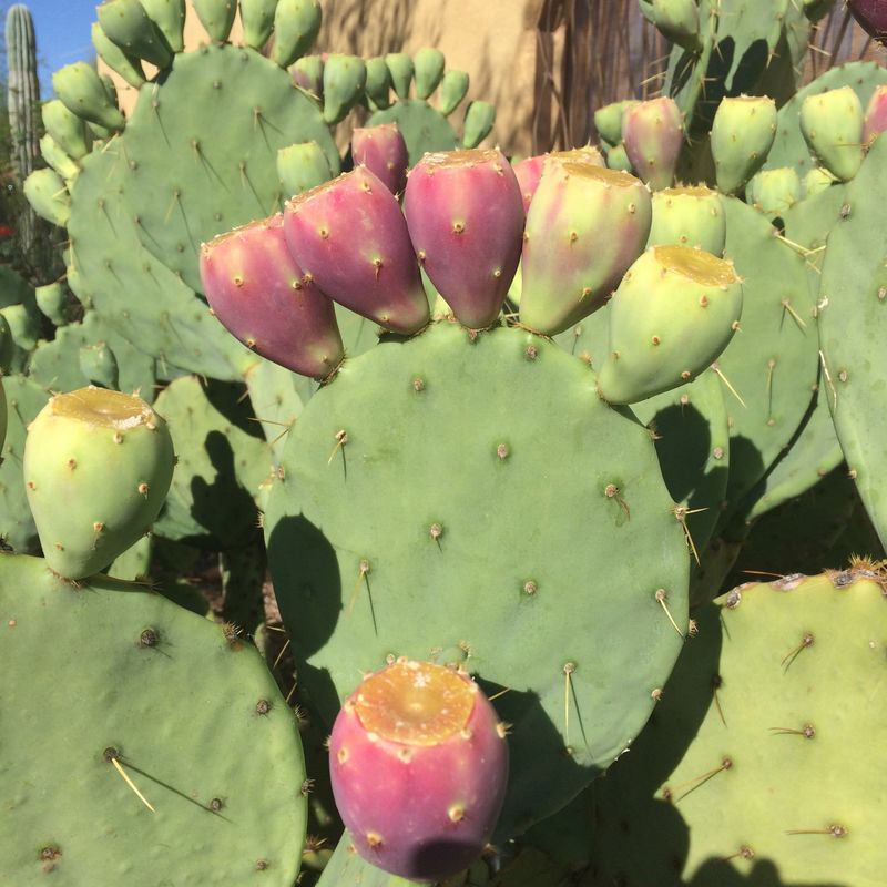 Arizona’s native prickly pear bears fruit in late summer and fall Arizona’s native prickly pear bears fruit in late summer and fall