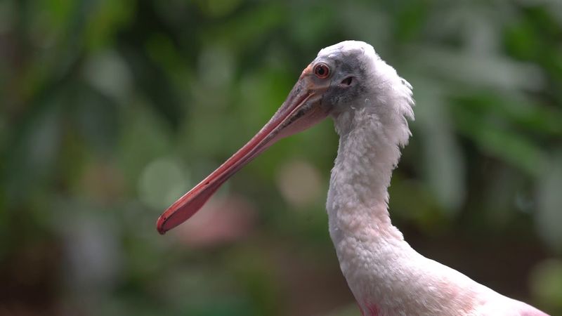 Arizona's pink wader is more likely to be a Roseate Spoonbill