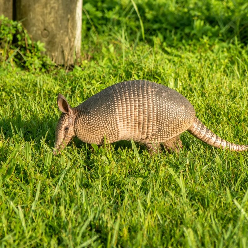 Armadillos Dig Through Lawns Looking For Food