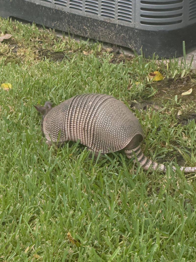 Armadillos Dig Through Soil While Searching For Food