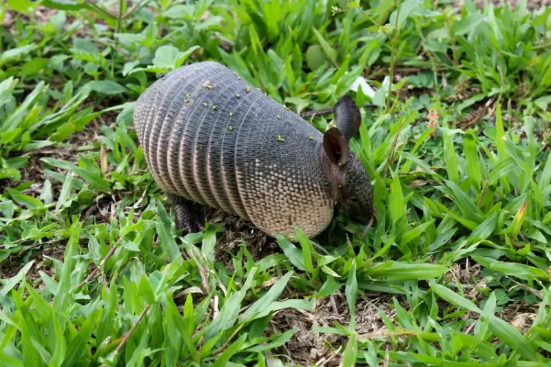Armadillos Move Into Yards Looking For Easy Meals Armadillos Move Into Yards Looking For Easy Meals