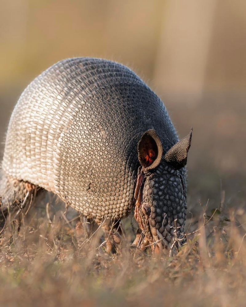 Armadillos Searching Lawns After Dark Armadillos Searching Lawns After Dark