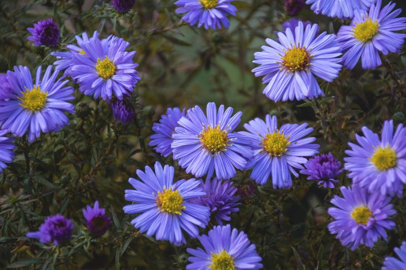 Aromatic Aster Carries The Garden Into November
