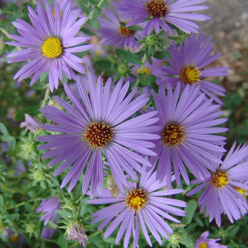 Aromatic Aster Handles Heat And Clay Better Than Most
