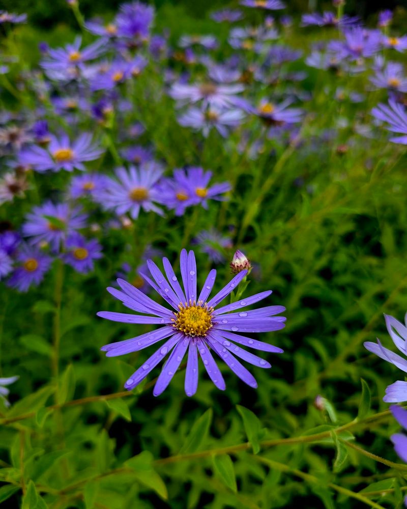 Aromatic Aster Keeps The Flower Show Going Late Into Fall Aromatic Aster Keeps The Flower Show Going Late Into Fall