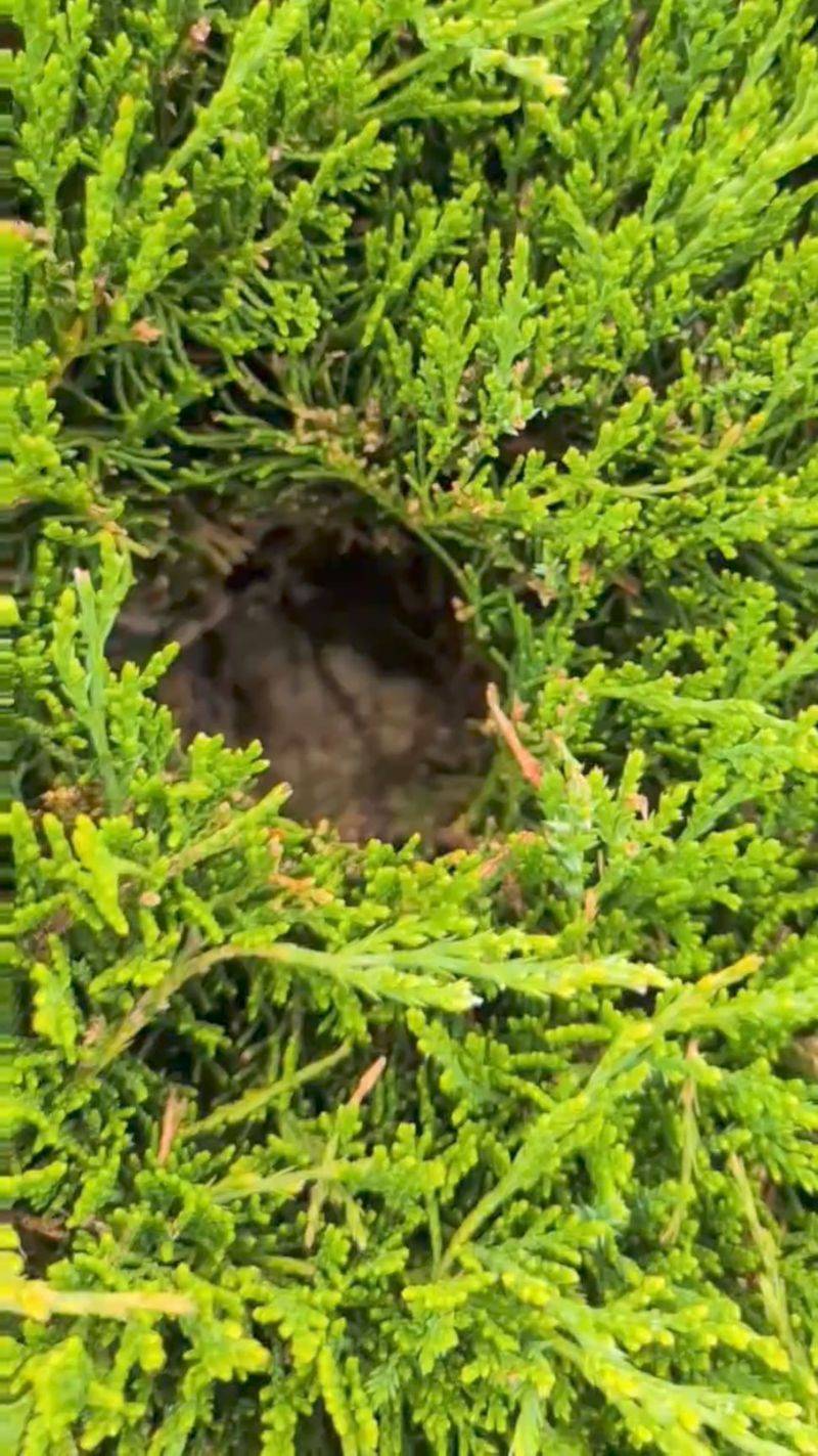 Around Shrub Bases