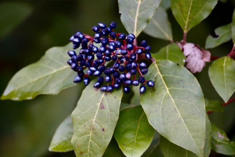 Arrowwood Viburnum Brings Blue Fruit Clusters To Fall Flocks