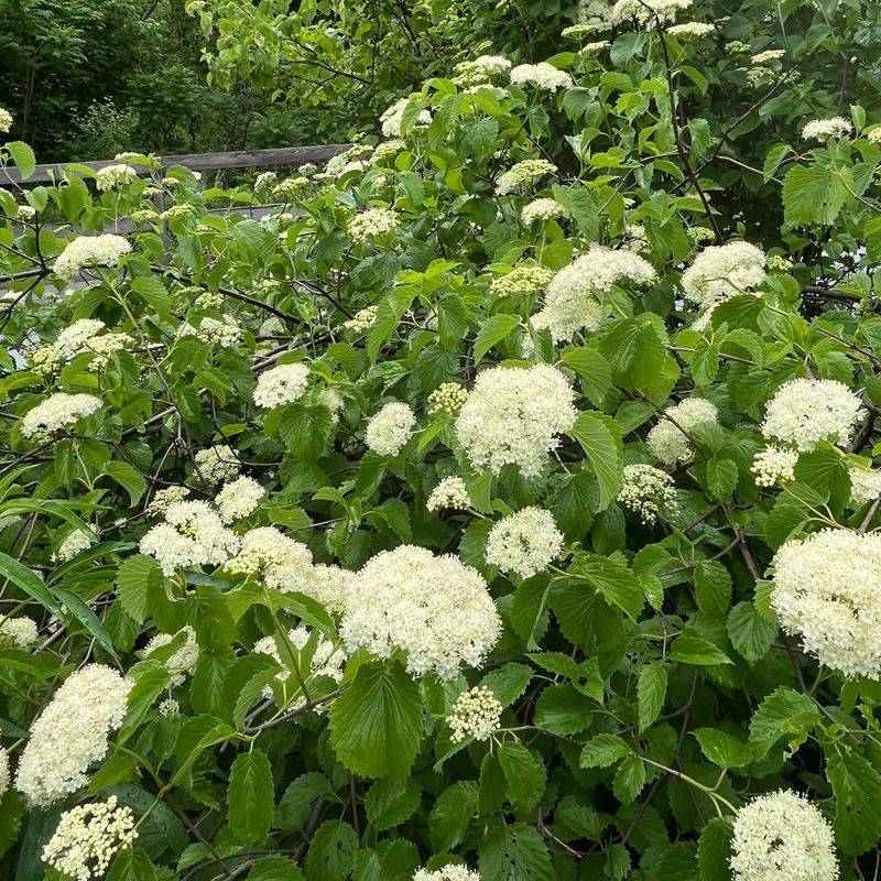 Arrowwood Viburnum Builds Strong Roots Before Winter