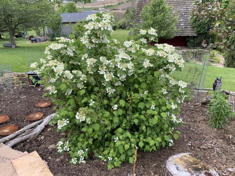 Arrowwood Viburnum Forms A Better Managed Privacy Buffer