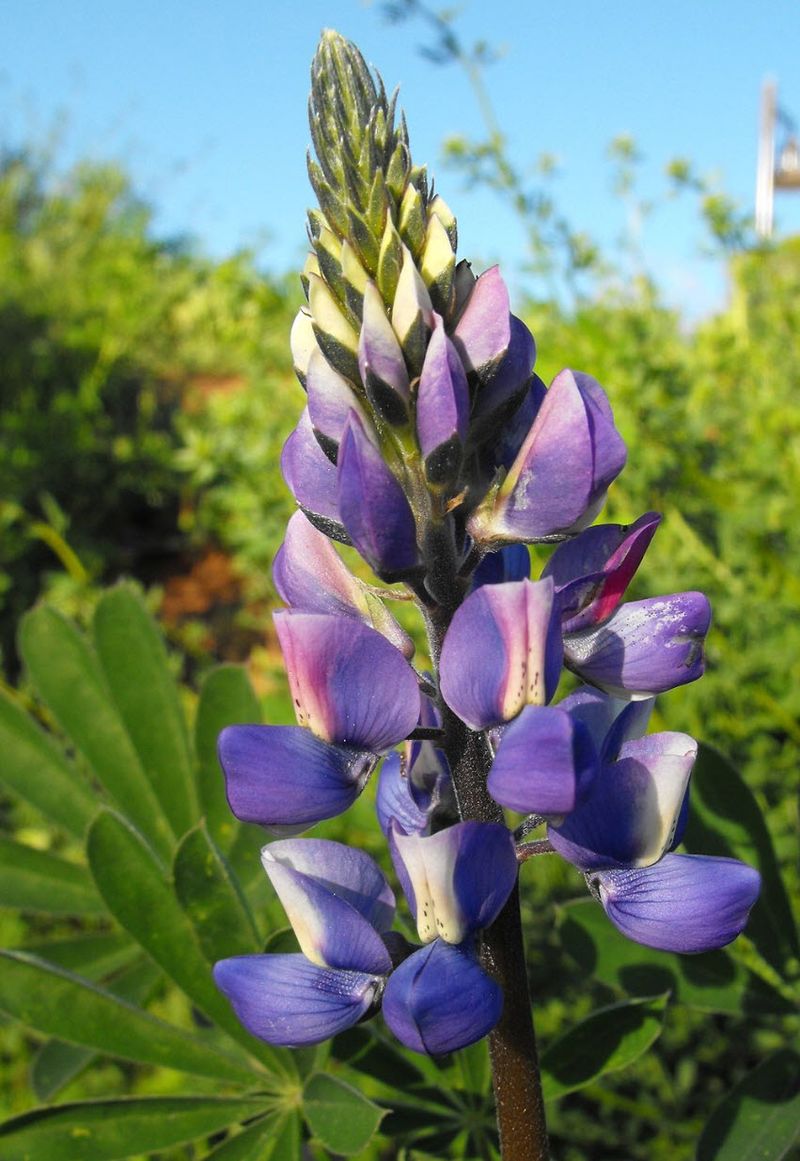 Arroyo Lupine Lights Up Springs