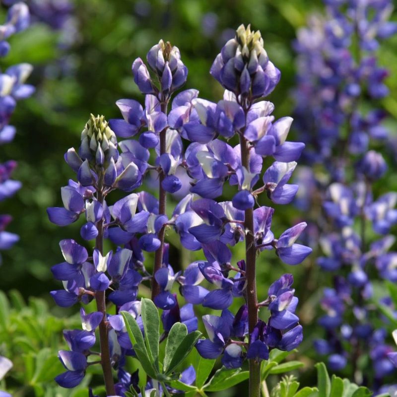 Arroyo Lupine