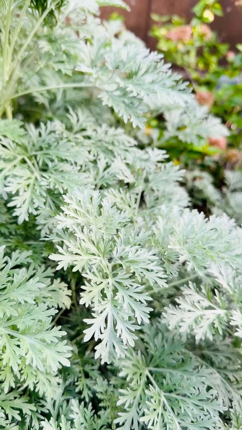 Artemisia (Wormwood)