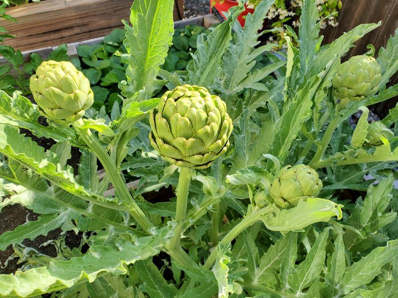 Artichokes Show Real Wear By Season's End Artichokes Show Real Wear By Season's End