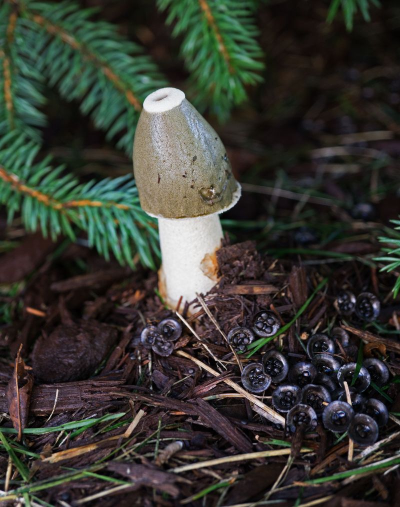 Artillery Fungus Signals Soggy, Aging Mulch