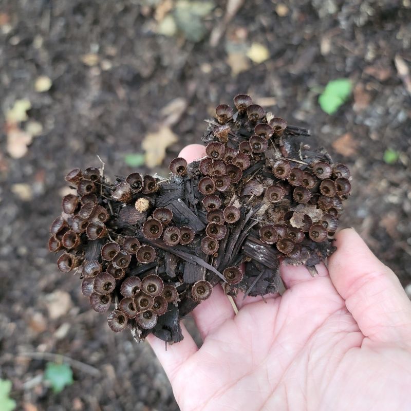 Artillery Fungus Speckles Waiting To Shoot