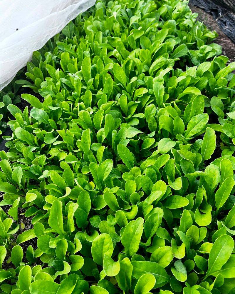 Arugula Arugula
