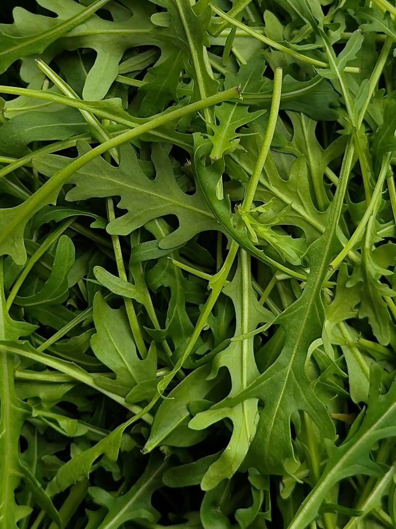Arugula Adds Peppery Leaves To Fall Gardens