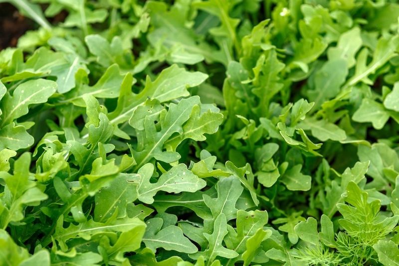 Arugula Adds Quick Flavor To Fall Gardens