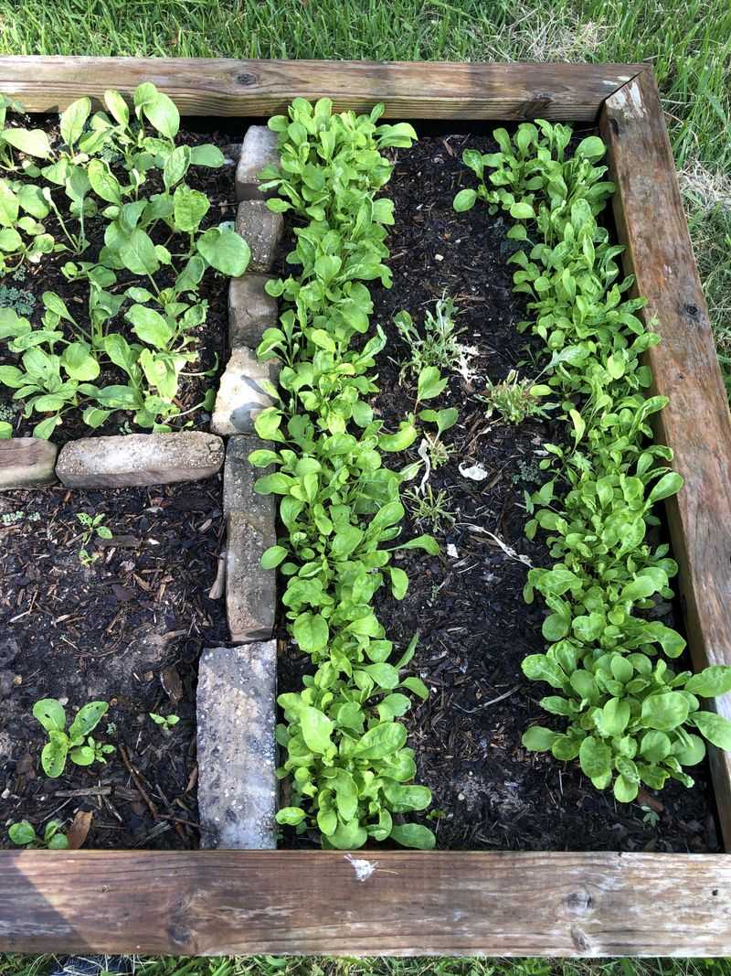 Arugula For Peppery Quick Greens Arugula For Peppery Quick Greens