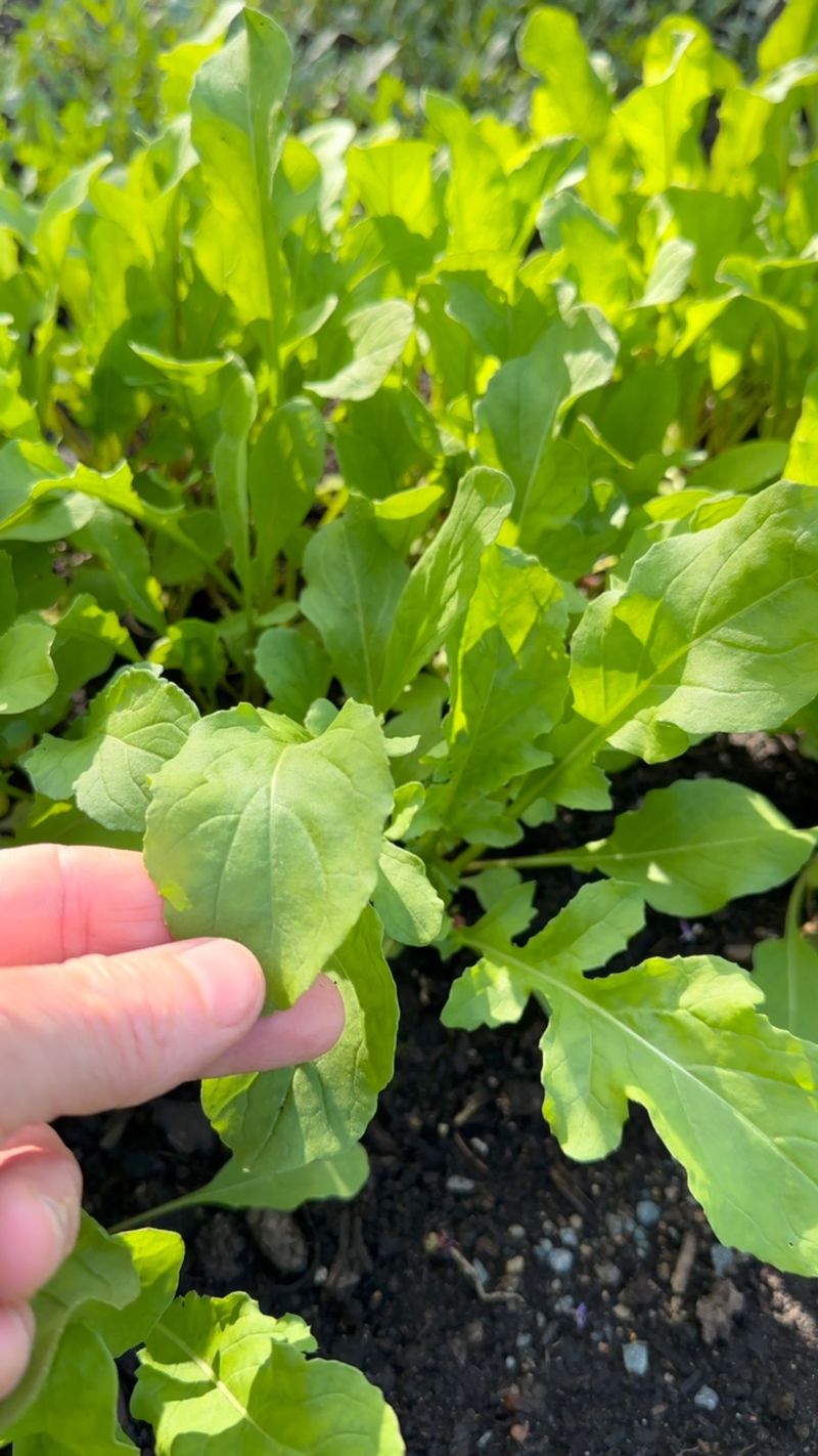 Arugula Gives Gardeners A Late Season Green