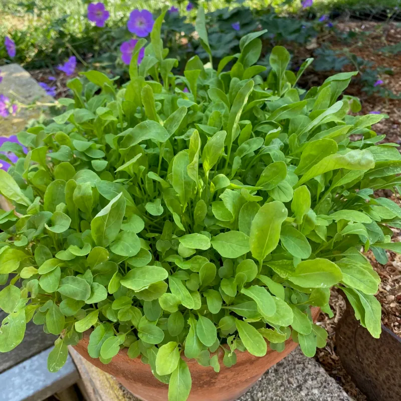 Arugula Grows Quickly Enough For Several Container Sowings Arugula Grows Quickly Enough For Several Container Sowings