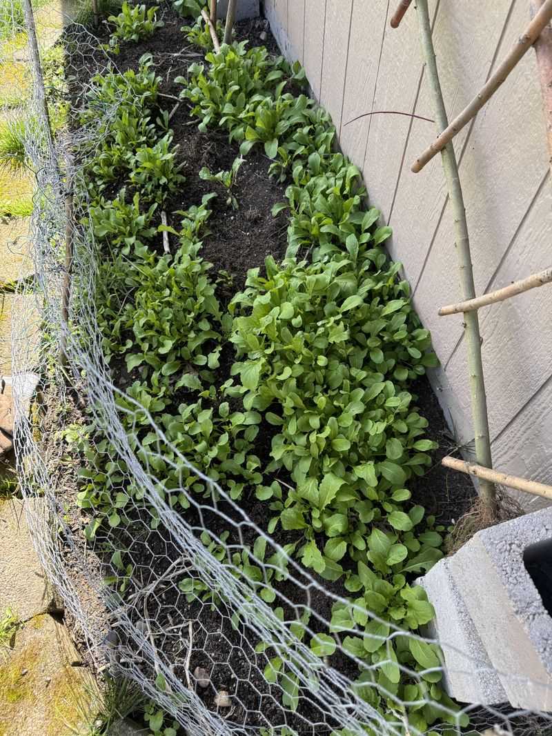 Arugula Handles Cooler Fall Weather Arugula Handles Cooler Fall Weather