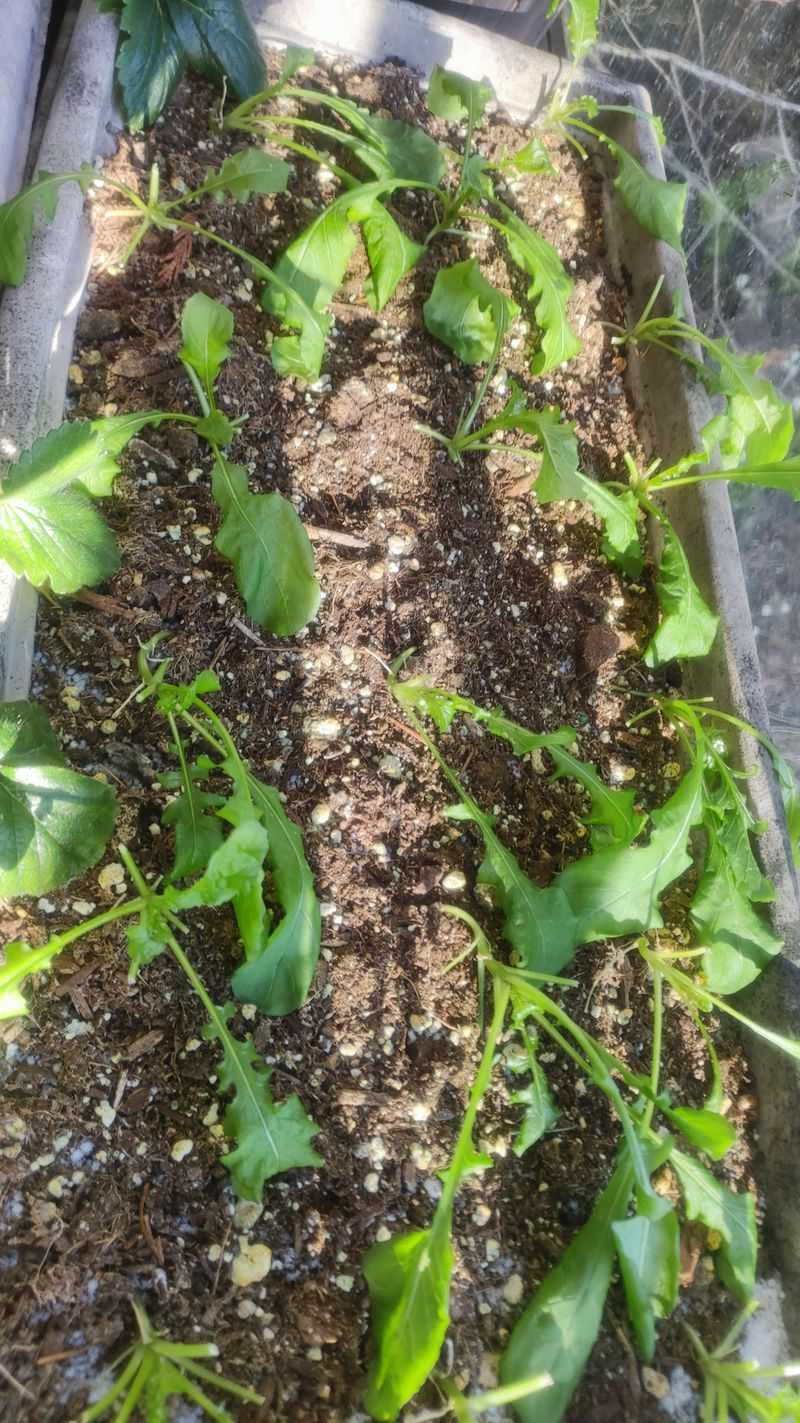 Arugula Handles Frost Better Than Most Tender Greens Arugula Handles Frost Better Than Most Tender Greens
