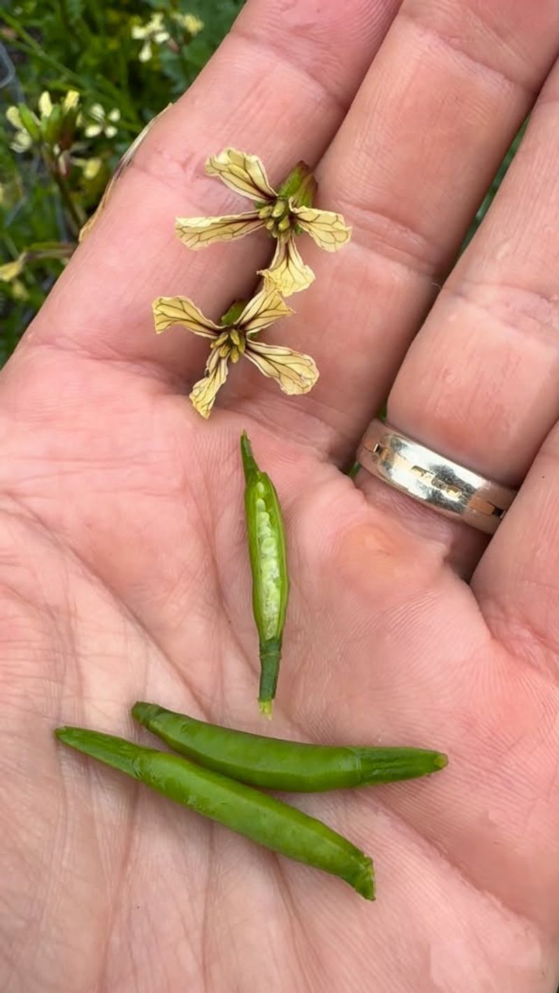 Arugula Sets Seed Before You Notice