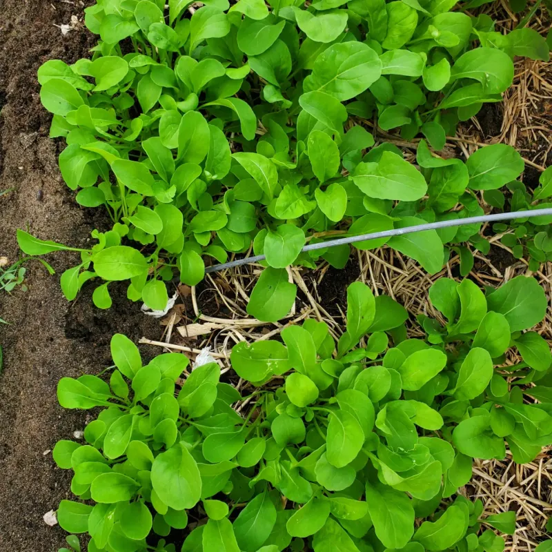 Arugula Thrives In Cooler Weather Arugula Thrives In Cooler Weather