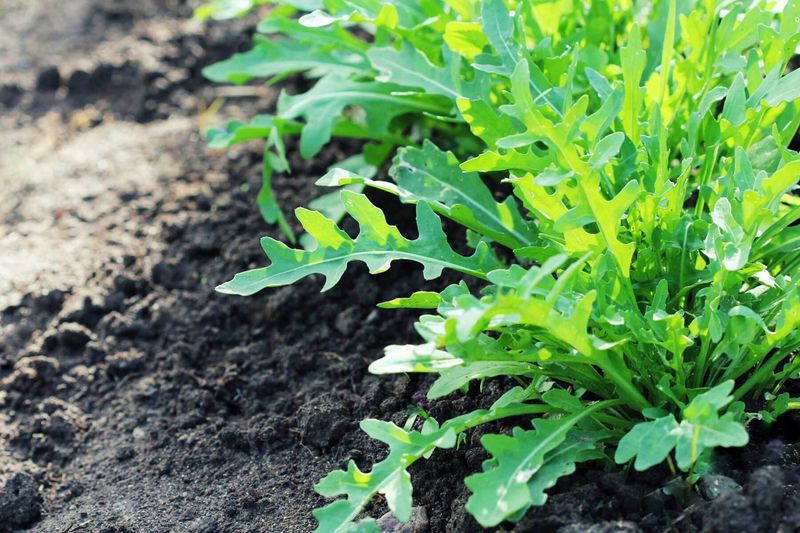 Arugula With A Peppery Kick Arugula With A Peppery Kick