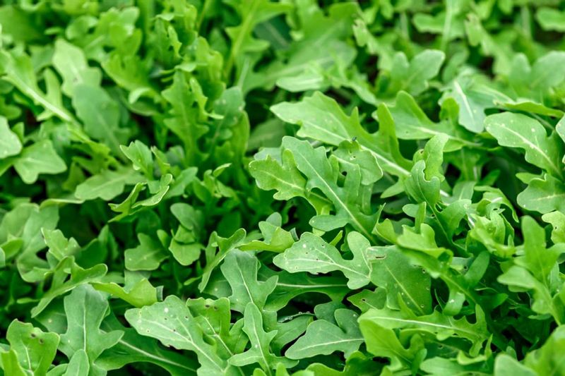 Arugula Arugula