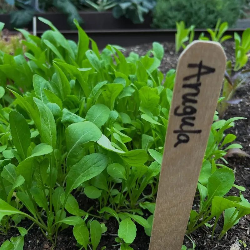 Arugula Arugula