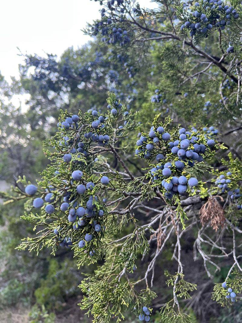 Ashe Juniper Rugged Hill Country Cover Ashe Juniper Rugged Hill Country Cover
