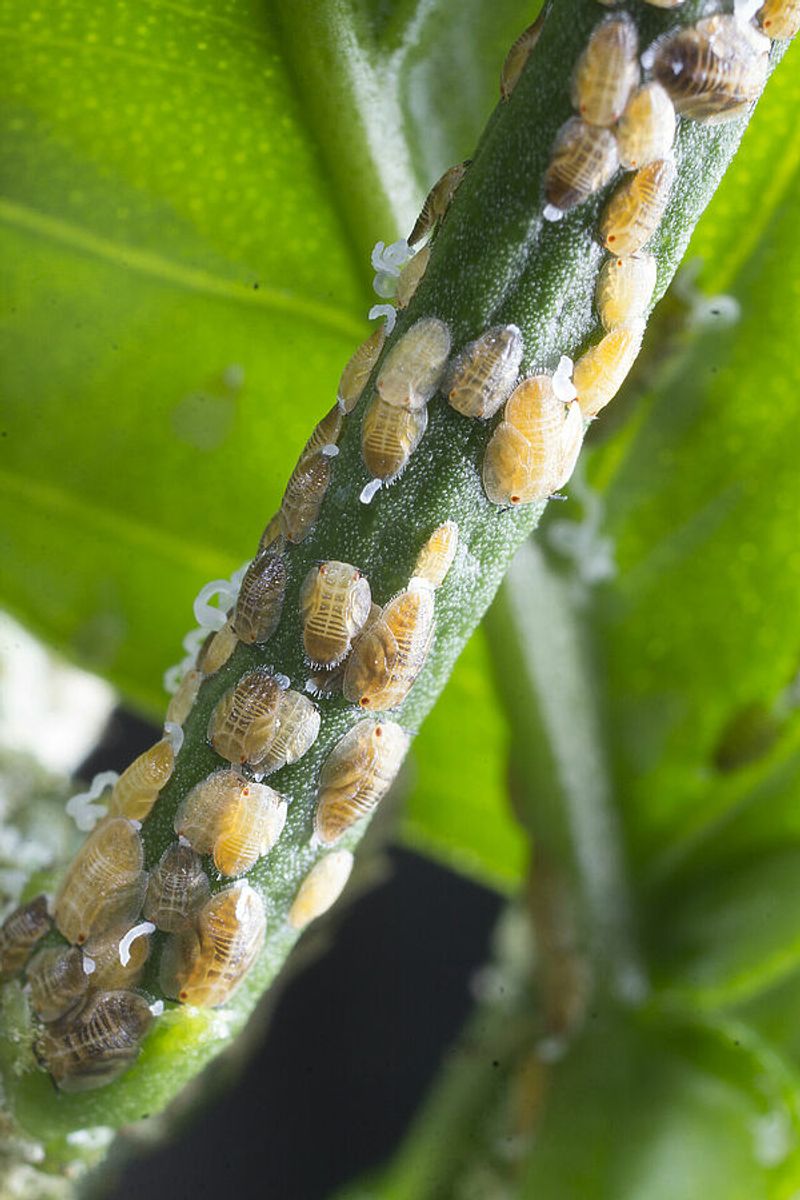 Asian Citrus Psyllids Are Feeding On New Growth Asian Citrus Psyllids Are Feeding On New Growth