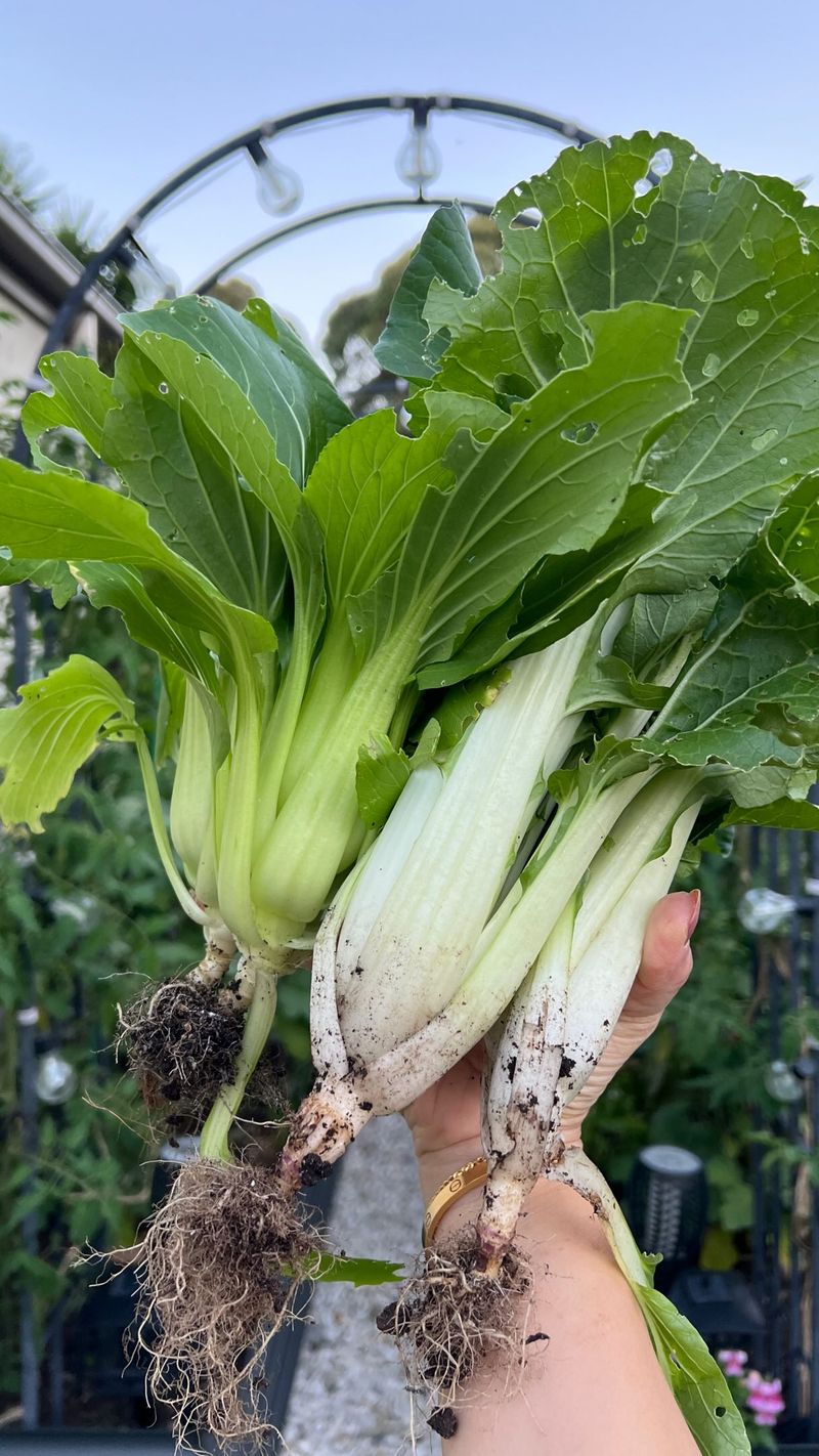 Asian Greens Can Provide A Fall Harvest Asian Greens Can Provide A Fall Harvest
