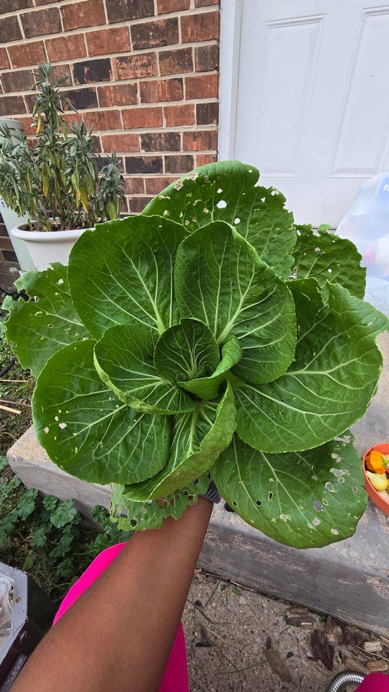 Asian Greens Make Good September Sowing Choices Asian Greens Make Good September Sowing Choices