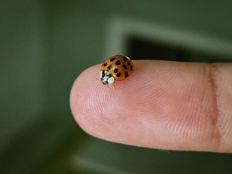 Asian Lady Beetles Gather Around Sunny Walls Asian Lady Beetles Gather Around Sunny Walls