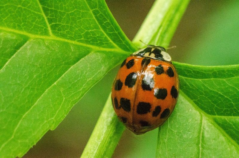 Asian Lady Beetles Asian Lady Beetles
