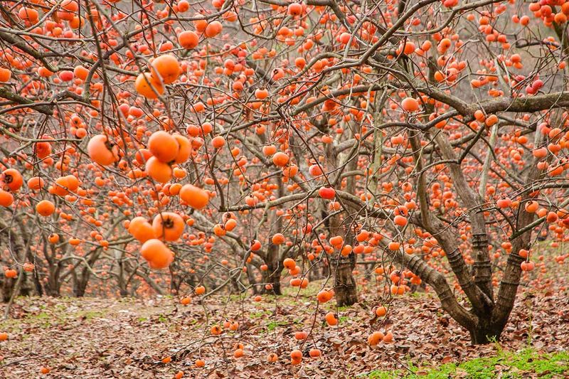 Asian Persimmon Trees