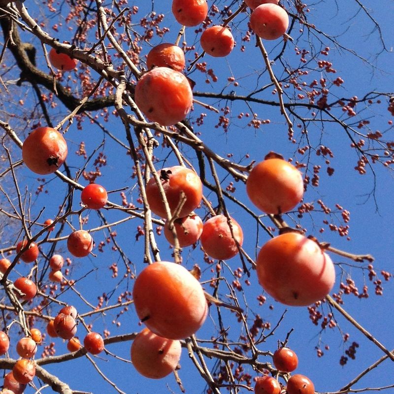 Asian Persimmons