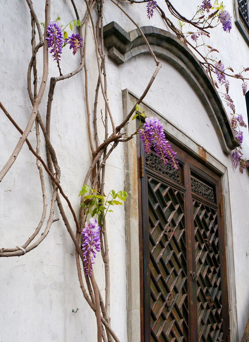 Asian Wisteria Dazzles In Spring And Holds On Tight