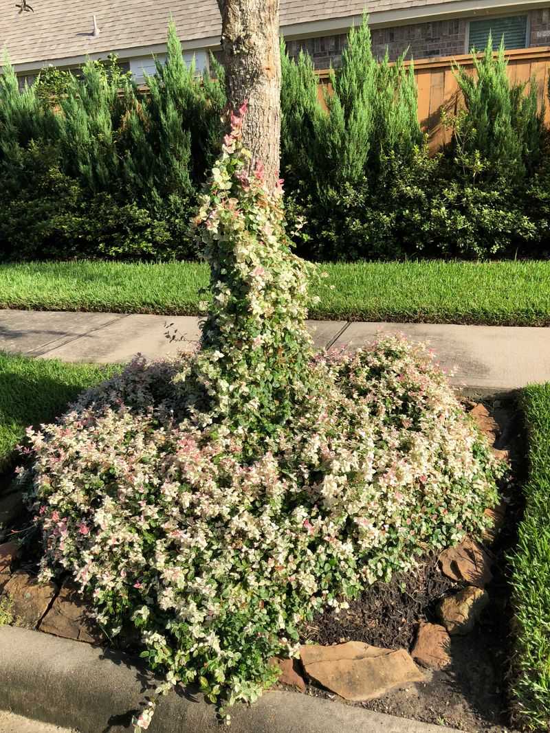 Asiatic Jasmine