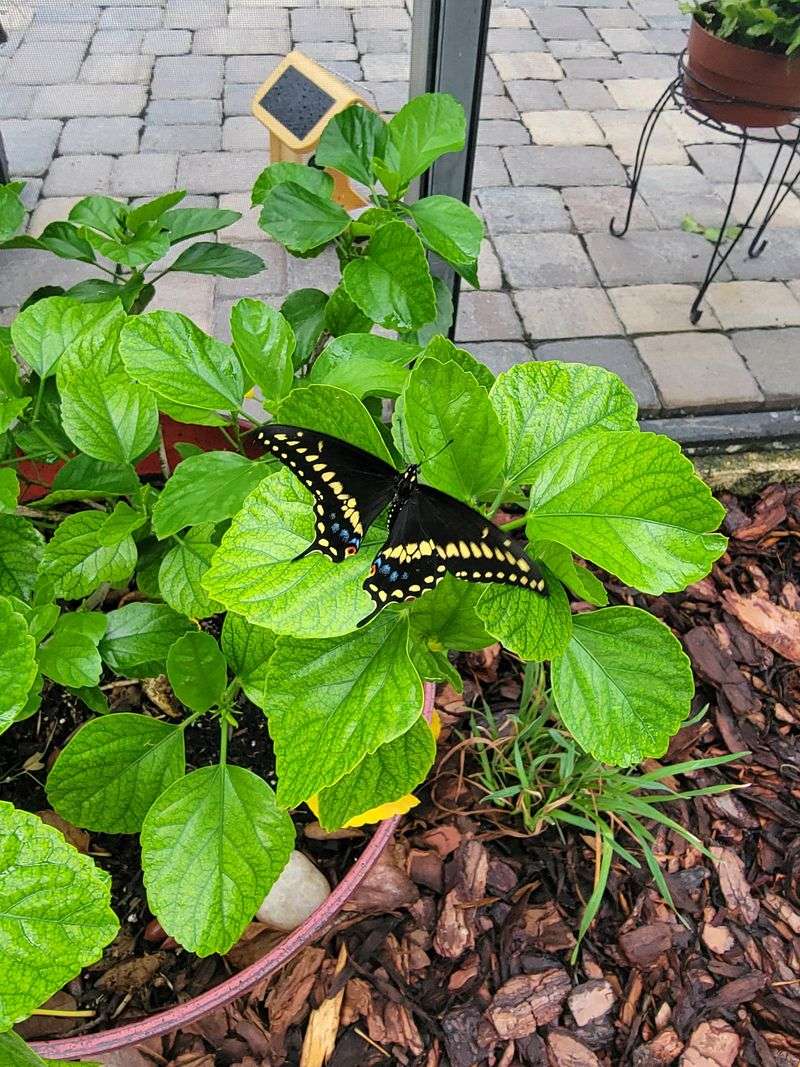 Ask About Native Plants Before Planting The "Wrong" Ones